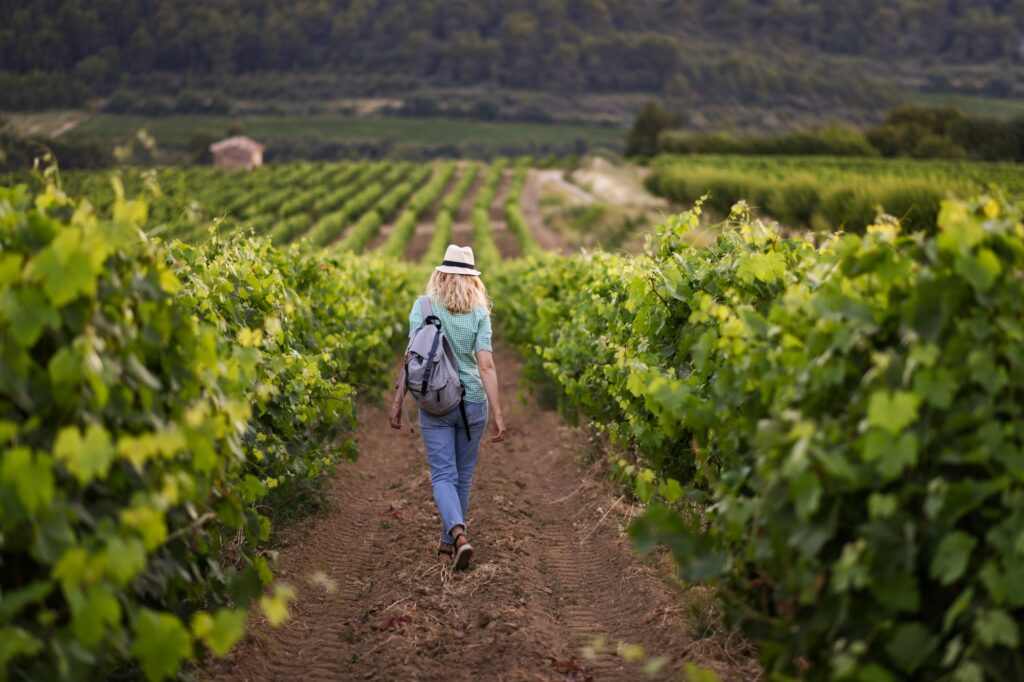 Blonde woman in a hat walks among the grapes in Provence France